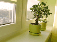 Условия выращивания комнатных растений
